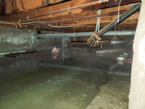 Best Sewage Cleanup and Restoration in Estill Springs, TN